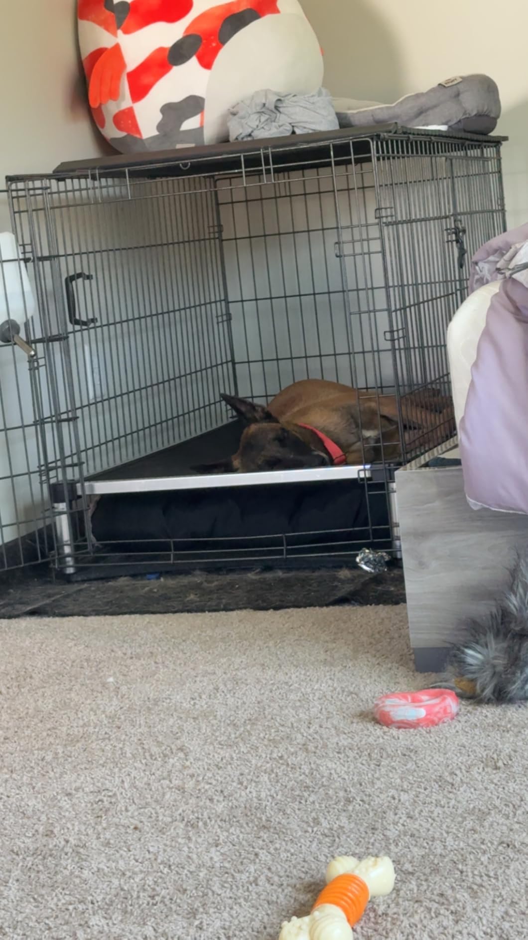 K9 Ballistics Chew Proof Elevated Outdoor Cooling Cot Bed for Medium Dogs - Virtually Indestructible, Preassembled, Withstands Aggressive Chewers - M, Ripstop Sandstone customer photo 1