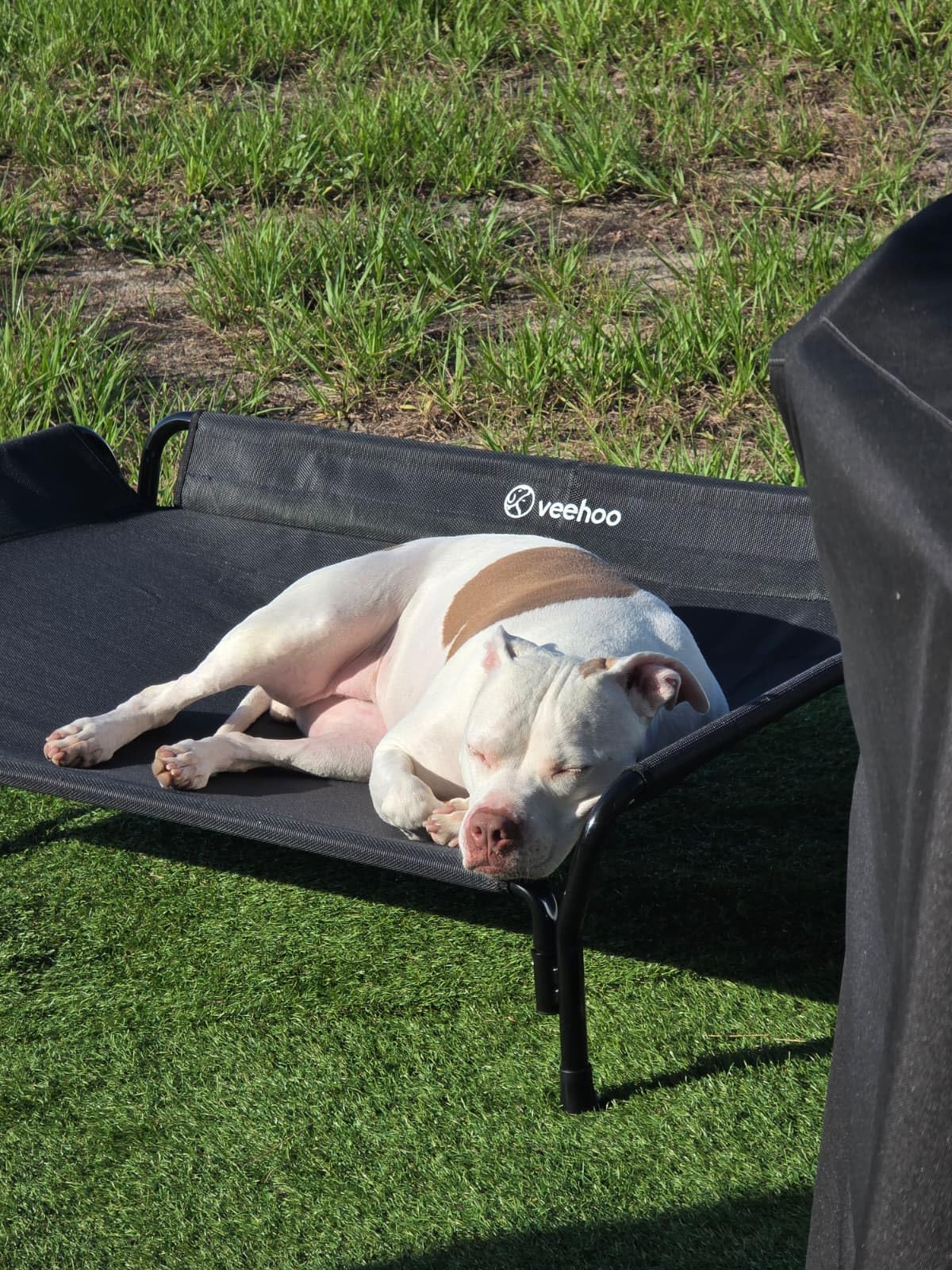 Veehoo Cooling Elevated Dog Bed, Raised Pet Cot with Guardrail & Slope Headrest, Durable & Breathable Teslin Mesh, Non-Slip Feet, Washable Dog Sofa Bed for Indoor & Outdoor, Large 47