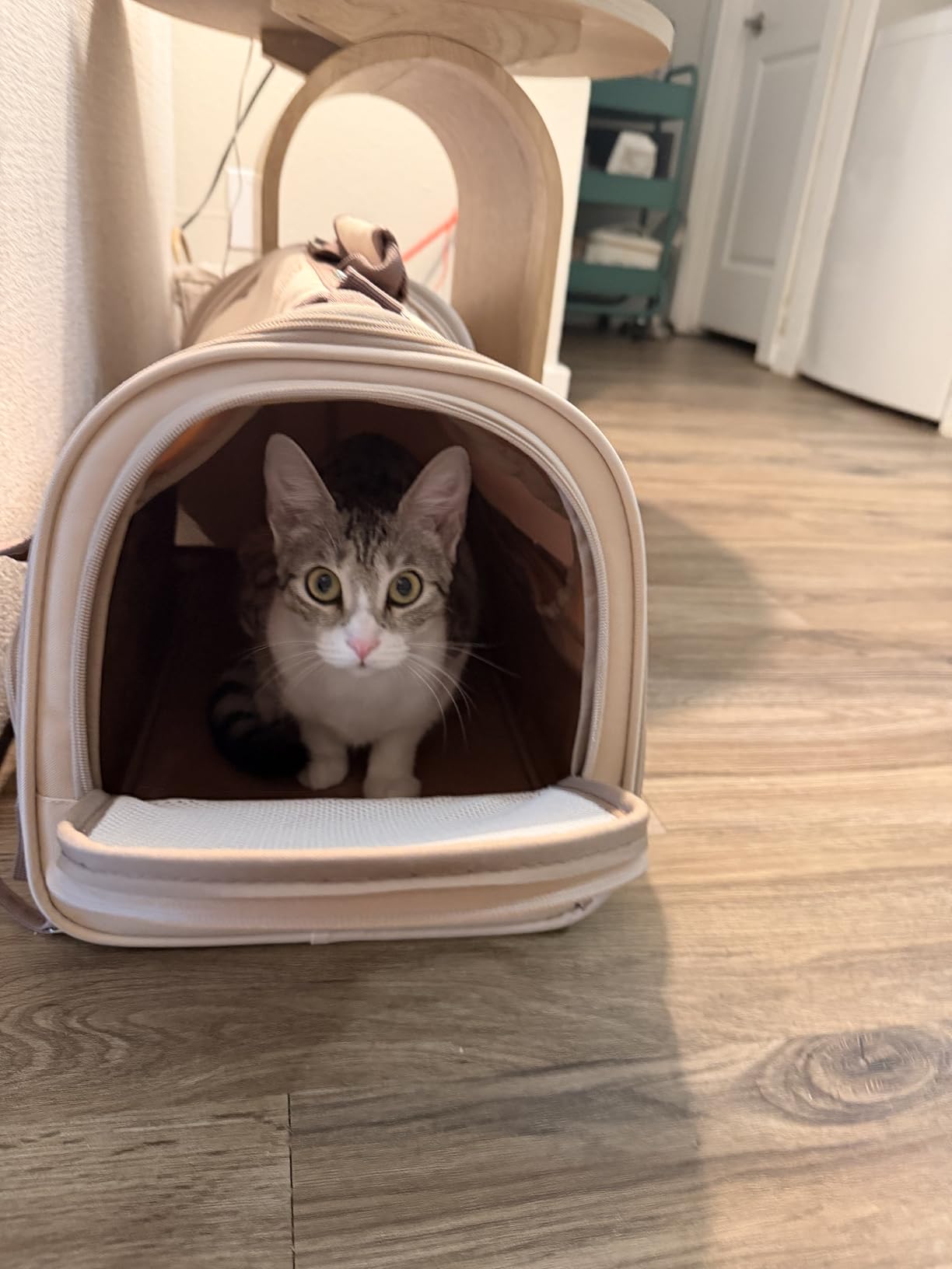 FUKUMARU Cat Carrier, 4 Mesh Windows Small Dog Carrier, 4 Storage Pockets Cat Travel Bag, Under 15 lb Airline Approved Pet Carrier, Rollable Cover for Nervous Cats, Pink customer photo 2