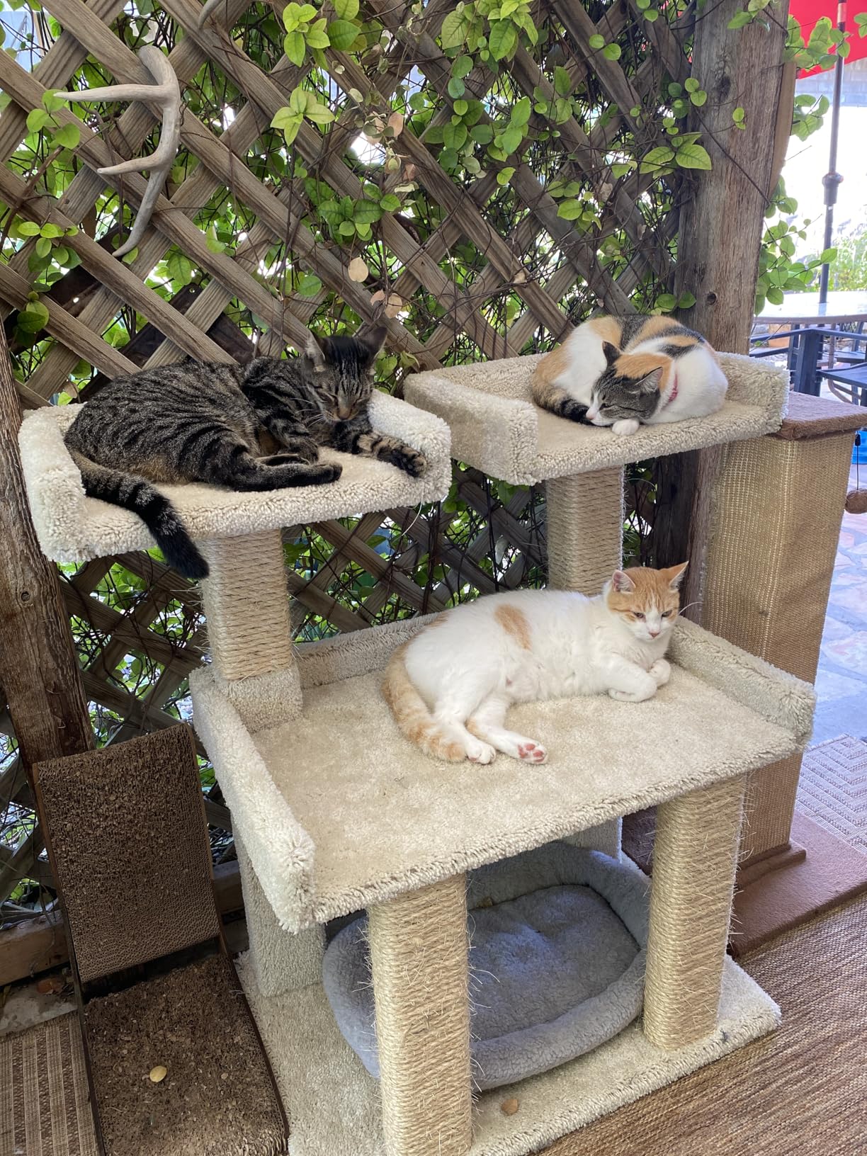 Prestige Cat Trees Maine Coon Deluxe Cat Perch - Made in USA Sturdy Solid-Wood Tower for Large & Multiple Cats - Easy 2-Step Assembly, Plush Carpet, Sisal Scratch Posts customer photo 2