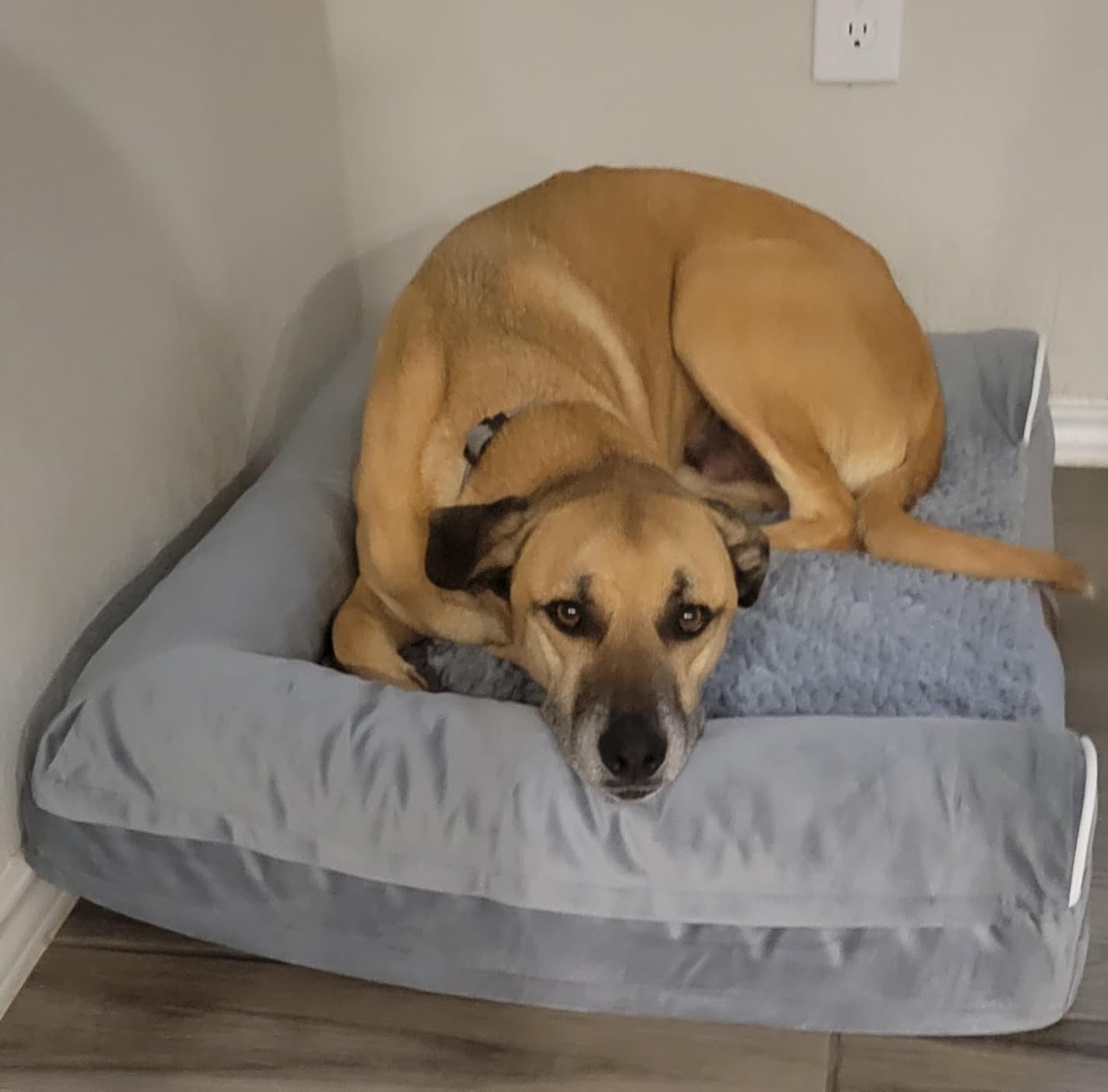 Large Dog Bed Orthopedic Washable: Beds Bolster XL Bed Large Big Dogs Memory Foam Couch Sofa Waterproof with Removable Cover customer photo 2