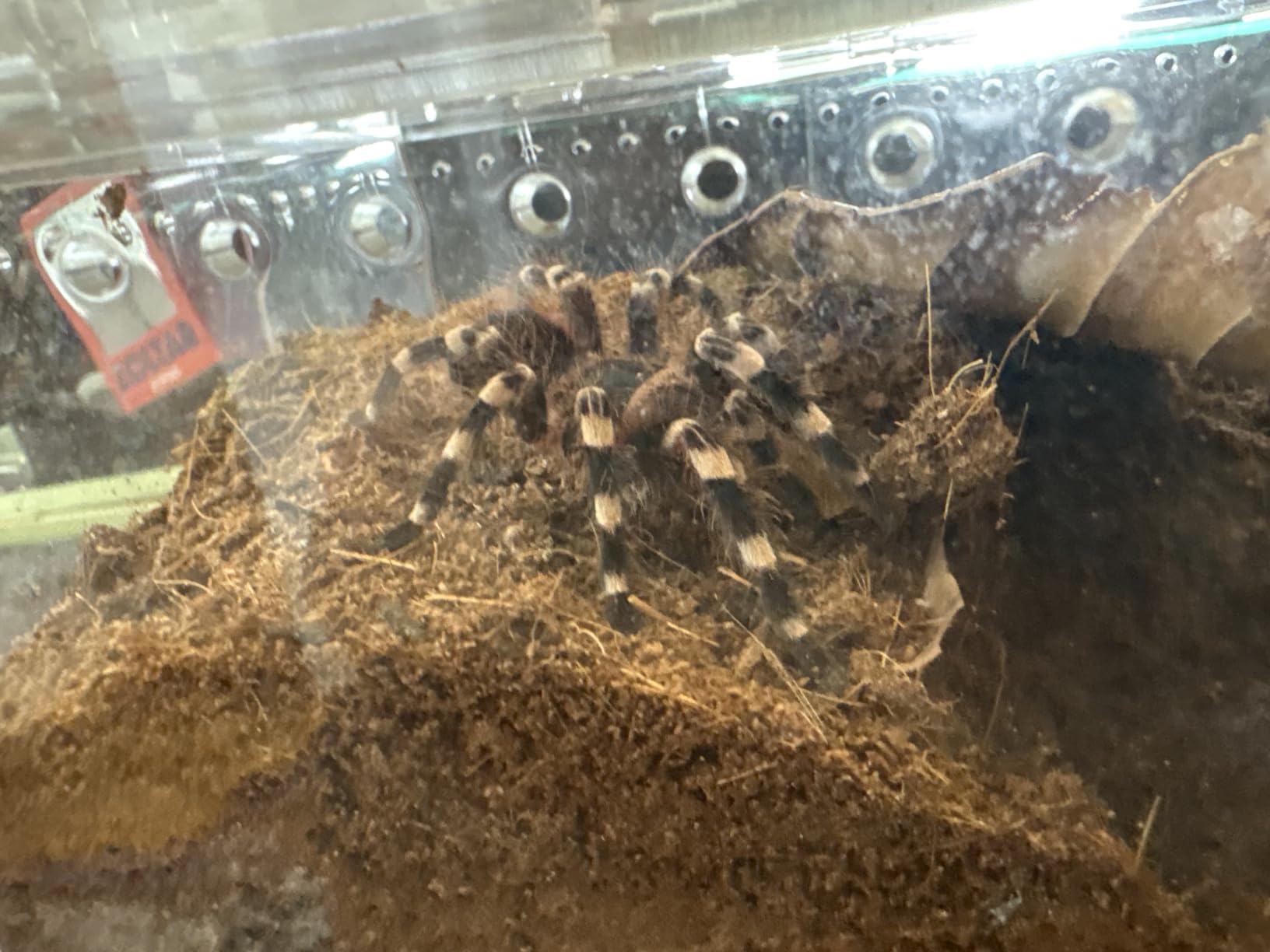 Reptile PC Terrarium,Tarantula Enclosure,Spider Tank Starter Kit,Leopard Gecko Container,Hermit Crab Habitat,Lizard Enclosure,Insect Housing,Jumping Spider Cage,Small Bearded Dragon Vivarium L customer photo 1