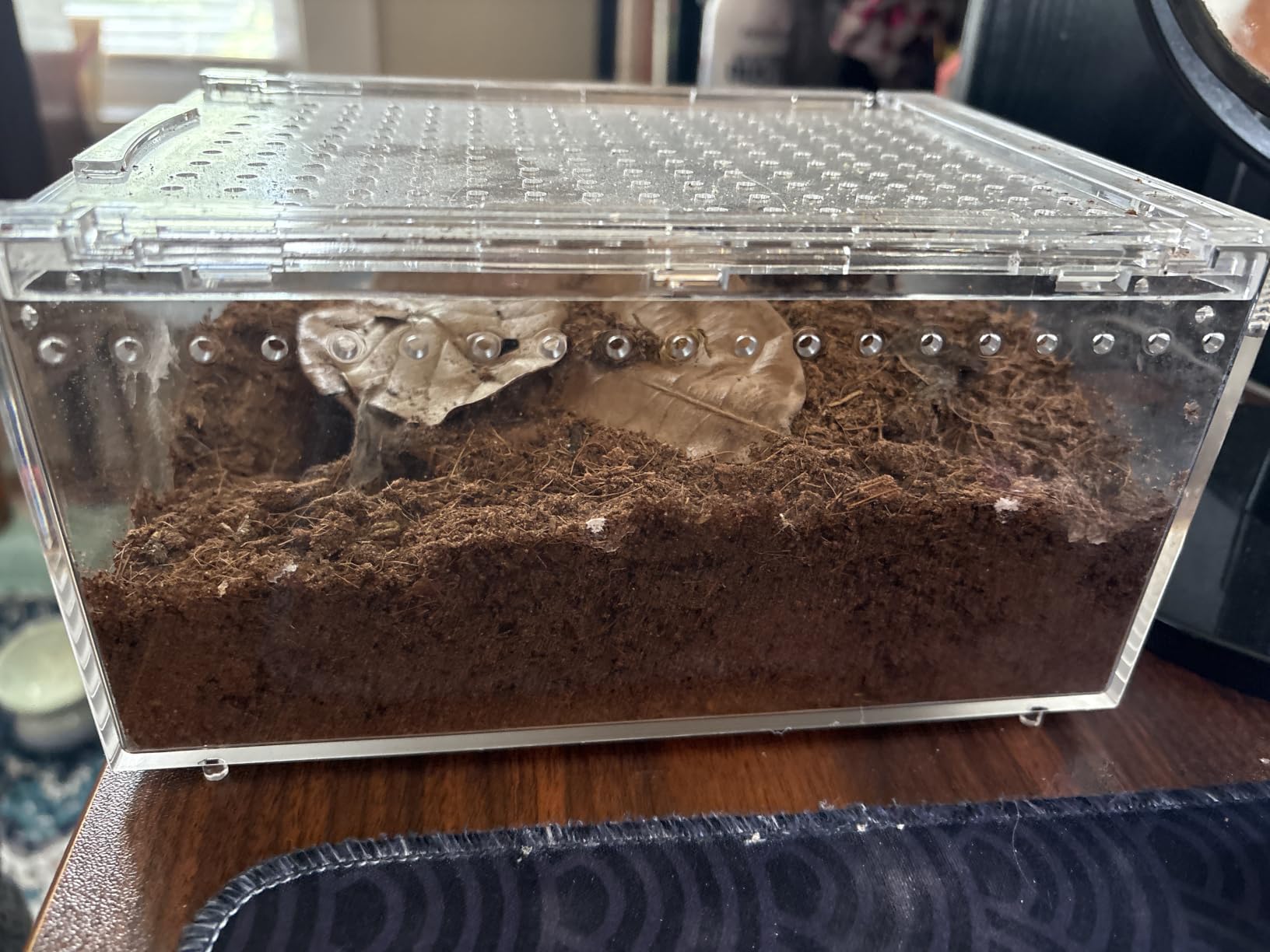 Reptile PC Terrarium,Tarantula Enclosure,Spider Tank Starter Kit,Leopard Gecko Container,Hermit Crab Habitat,Lizard Enclosure,Insect Housing,Jumping Spider Cage,Small Bearded Dragon Vivarium L customer photo 2