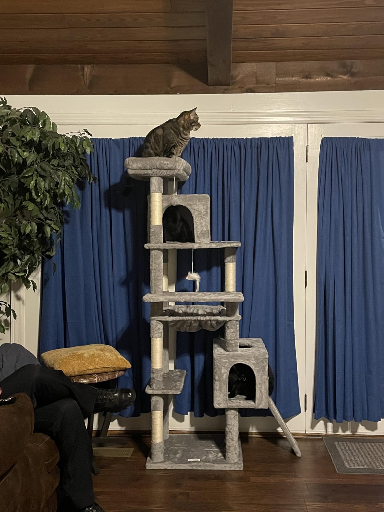 Globlazer Heavy Duty Cat Tree, 70 inch Sturdy Cat Tree for Indoor Cats Extra Large Cat Tower with Scratching Post, Hammock, Cat Condo for Adult Cats Kittens, F70 Pro, Light Grey customer photo 1