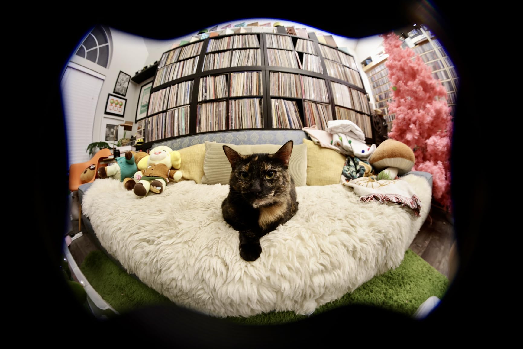 7artisans 7.5mm f/2.8 Mark II APS-C Fisheye Wide Angle Manual Fixed Lens for Canon R Mount Mirrorless Cameras R RP R5 R6 customer photo 1