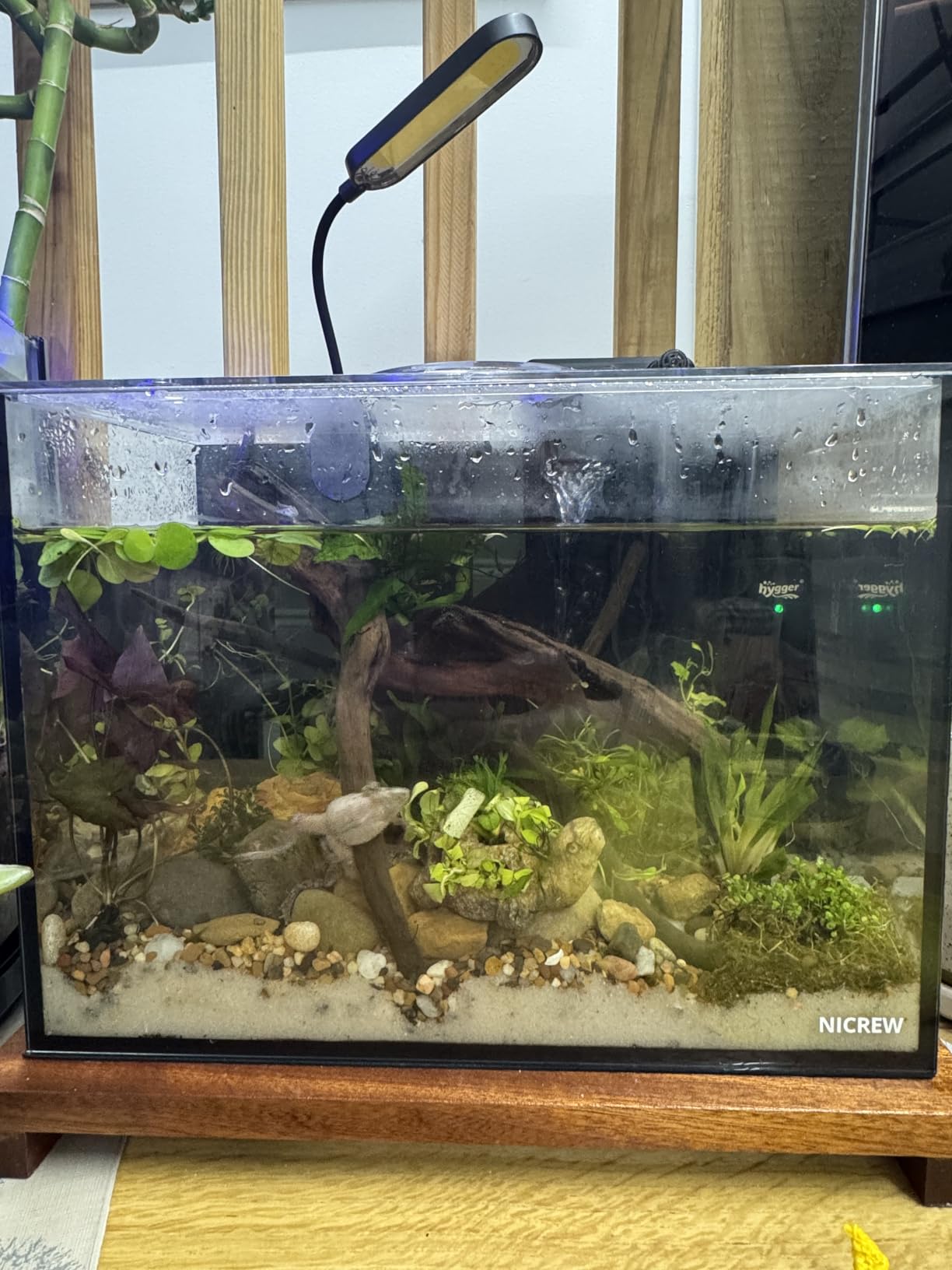 NICREW 2.5 Gallon Nano Nature Aquarium Kit, Ultra-Clear Rimless Desktop Fish Tank with Light and Filter, Perfect for Small Fish, Shrimp, or Betta, Basic Version, Black customer photo 2