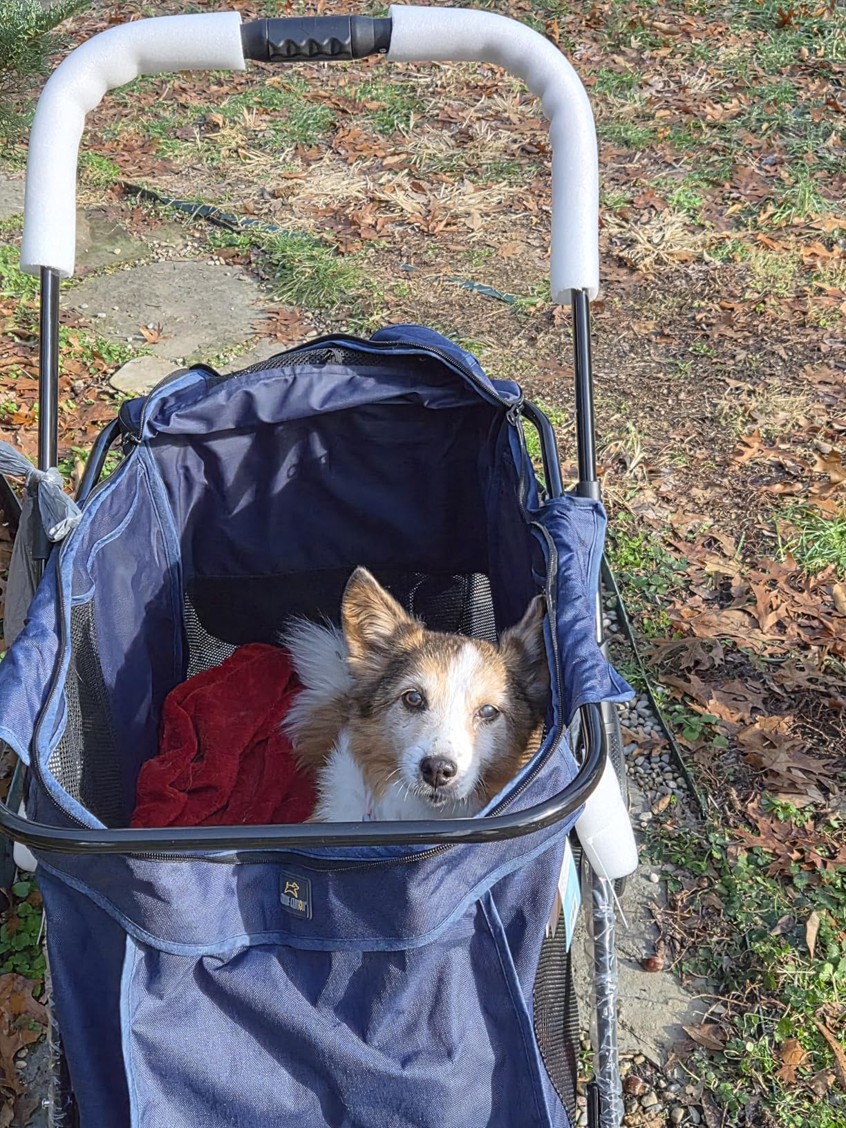 CANINE CANYON Scout Pet Stroller, Heavy Duty Dog Stroller for Large & Medium Dogs, Foldable Pet Stroller for 2 Dogs with All-Terrain Wheels, Storage Pocket & Cup Holder, 55 lbs Capacity, Grey customer photo 2