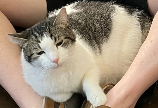 Cat Multivitamin Crunchy Creamy Chews - Daily Vitamins with Lysine, Prebiotics, Omega 3 Fish Oil - Cat Treats for Immune Support, Skin Coat, Digestion, Heart + Joint Health (90-Day Supply) customer photo 1
