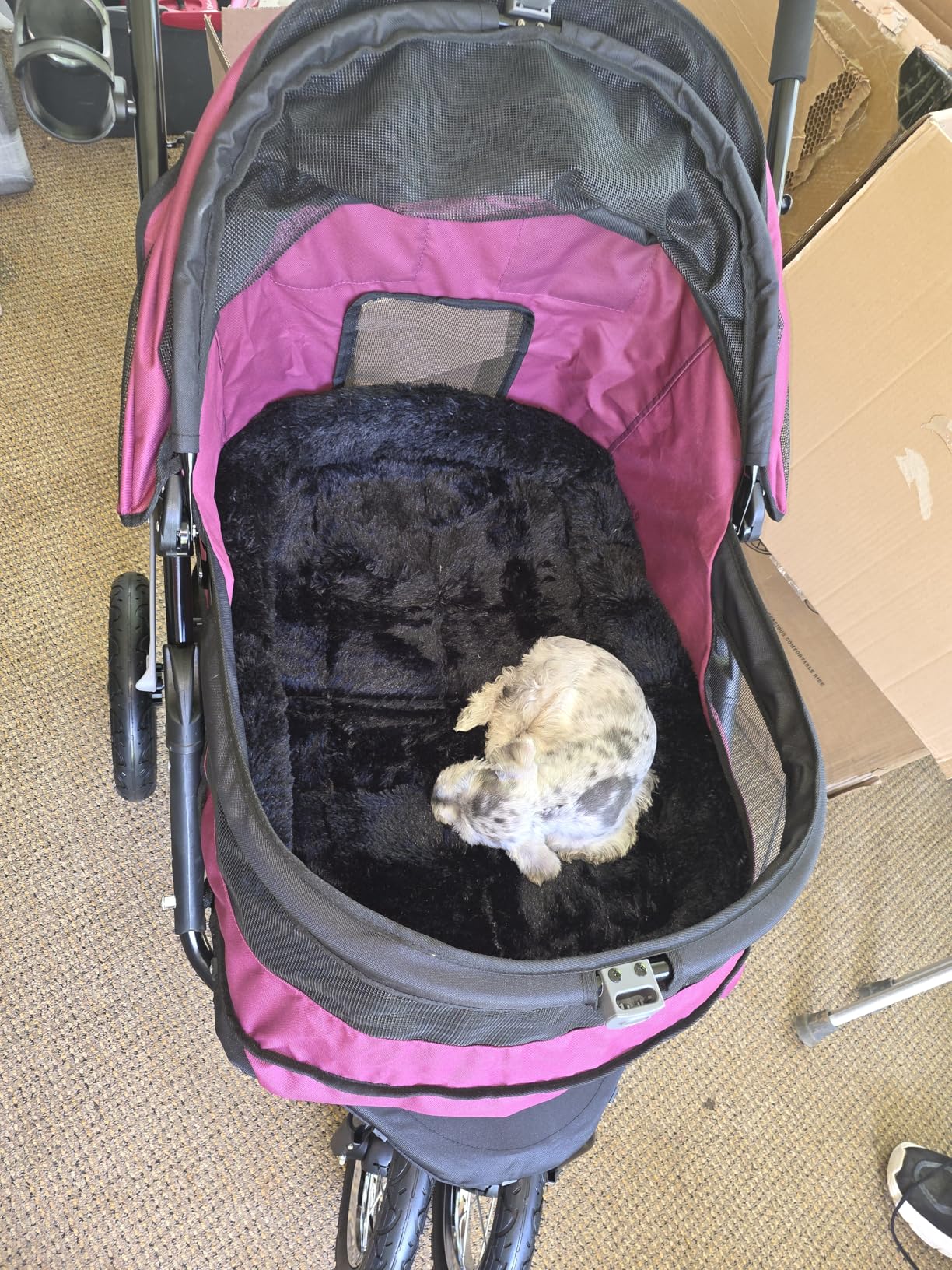 Pet Gear NO-Zip Double Pet Stroller, Zipperless Entry, for Single or Multiple Dogs/Cats, Plush Pad + Weather Cover Included, Large Gel-Filled Tires, Jade customer photo 1
