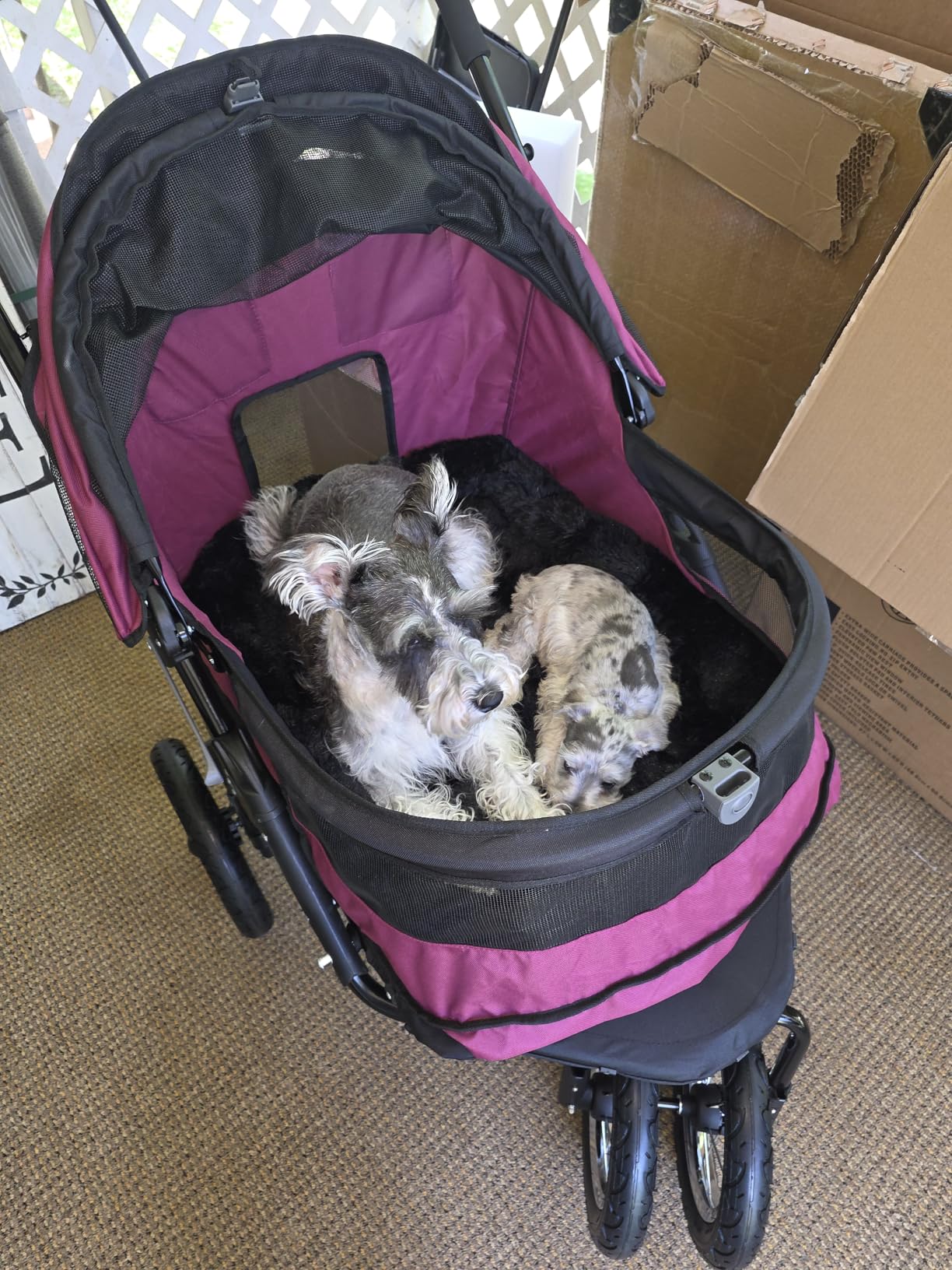 Pet Gear NO-Zip Double Pet Stroller, Zipperless Entry, for Single or Multiple Dogs/Cats, Plush Pad + Weather Cover Included, Large Gel-Filled Tires, Jade customer photo 2
