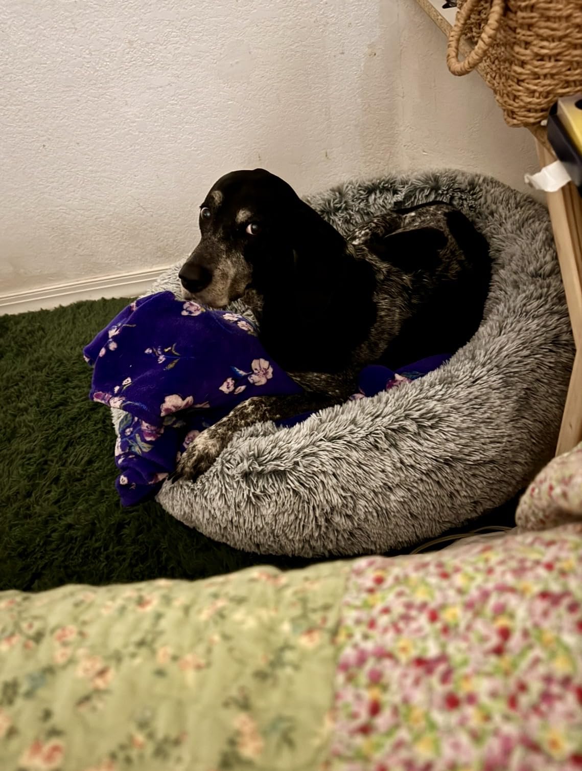 36 inches Donut Dog Bed for Large Dogs - Calming Fluffy Round Pet Bed with Removable & Washable Cover,Fits up to 80 lbs Pets (Dark Grey,Large) customer photo 1