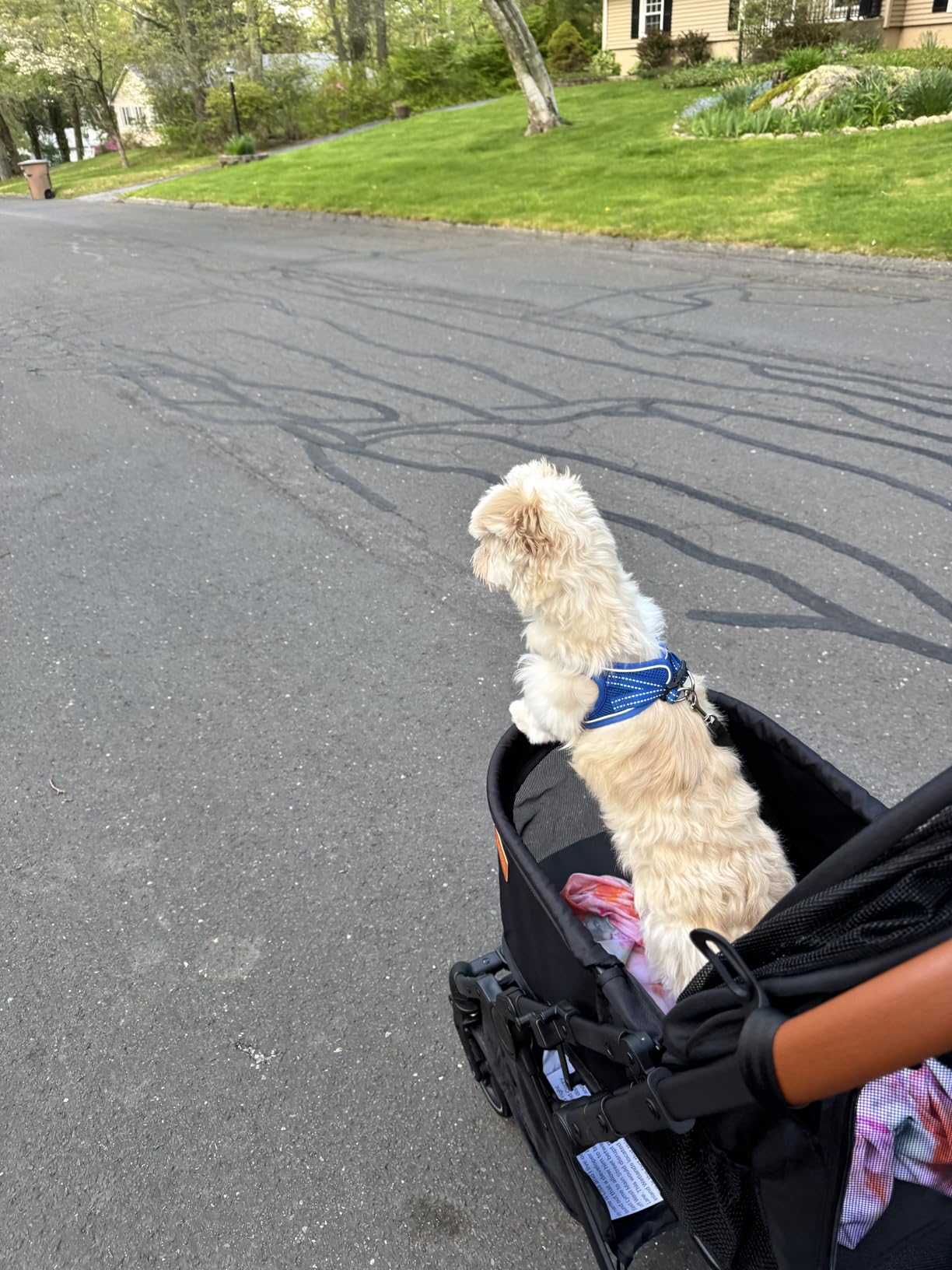 Bicystar Pet Stroller for Small Medium Dogs Cats Up to 45 lbs, Travel Lite Collapsible, All Terrain 4 Wheels for Jogging, Running, Grey customer photo 1