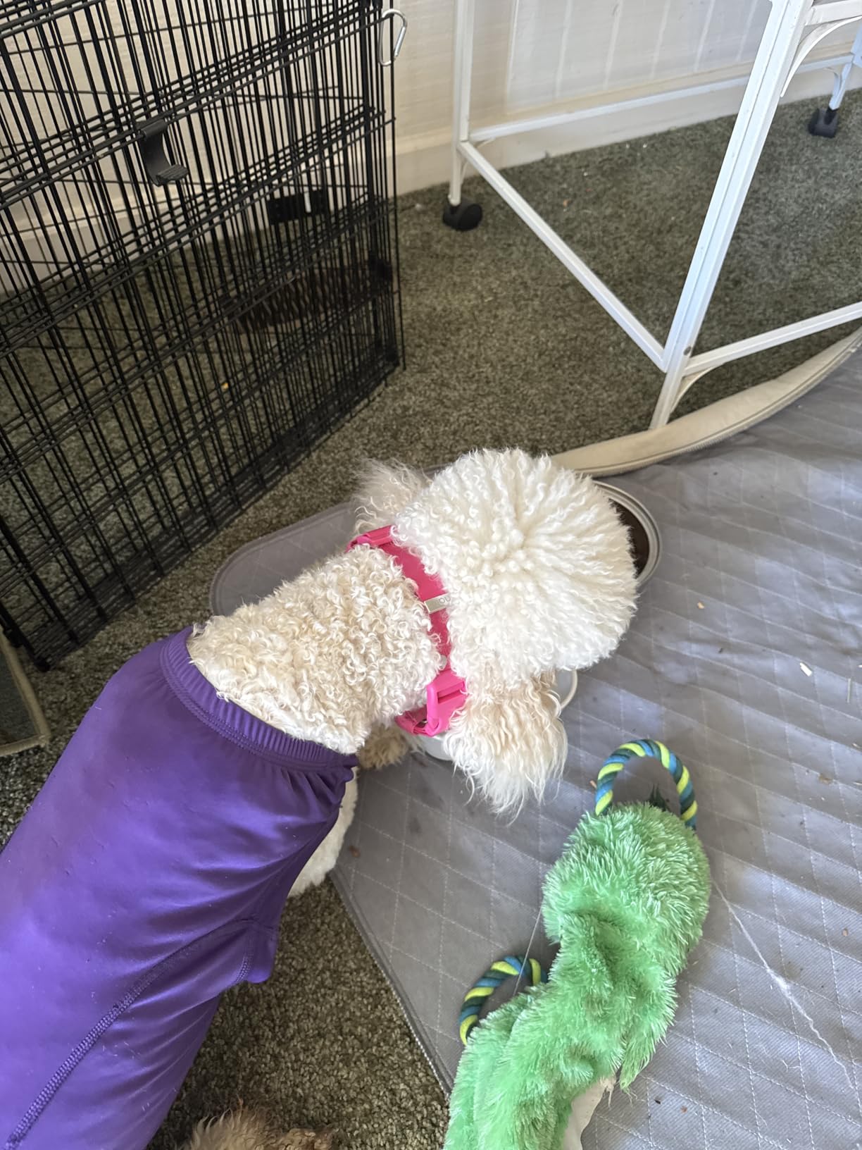 Halo Collar 5 Wireless Dog Fence & GPS Dog Collar, App-Controlled Boundaries and Real-Time Tracking, One Size customer photo 1