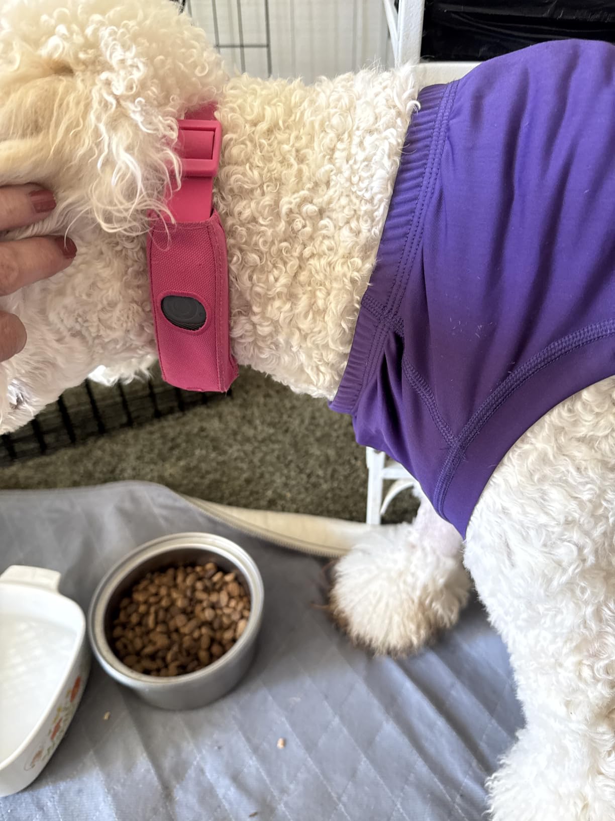 Halo Collar 5 Wireless Dog Fence & GPS Dog Collar, App-Controlled Boundaries and Real-Time Tracking, One Size customer photo 2