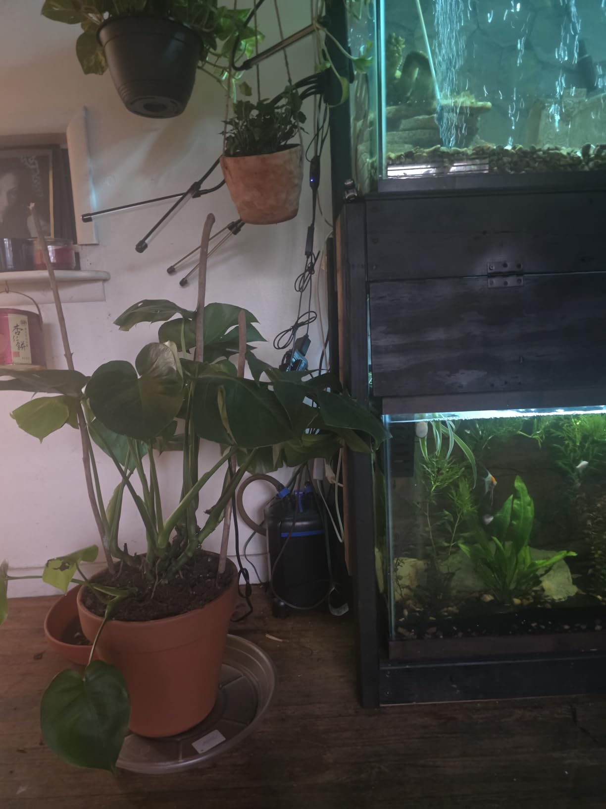 AMOSIJOY Canister Filter, Ultra-Quiet External Aquarium Filter with Free Media for Large Fish Tanks and Aquariums customer photo 2