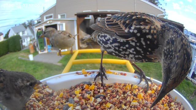 NETVUE by Birdfy Smart Bird Feeder with AI Camera, Auto Capture Videos & Live Stream, Wireless Wildbird Watching, Outdoor Backyard Birder(AI by Subscription) Blue customer photo 2