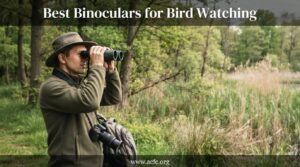 best binoculars for bird watching