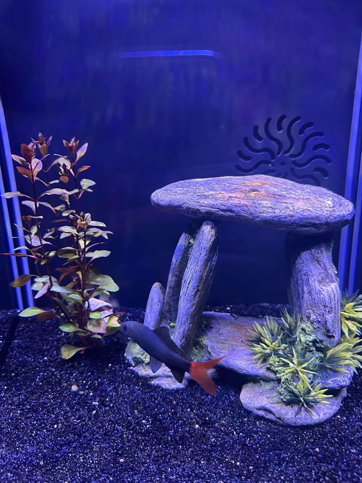 Tetra HT Submersible Aquarium Heater With Electronic Thermostat, 50-Watt, 2-10 Gallon customer photo 2