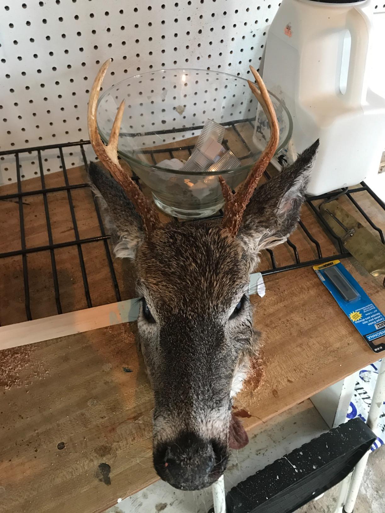 Weston Butcher Meat and Bone Saw with 22 Inch Stainless Steel Serrated Blade with Quick Release Handle (47-2201) customer photo 1