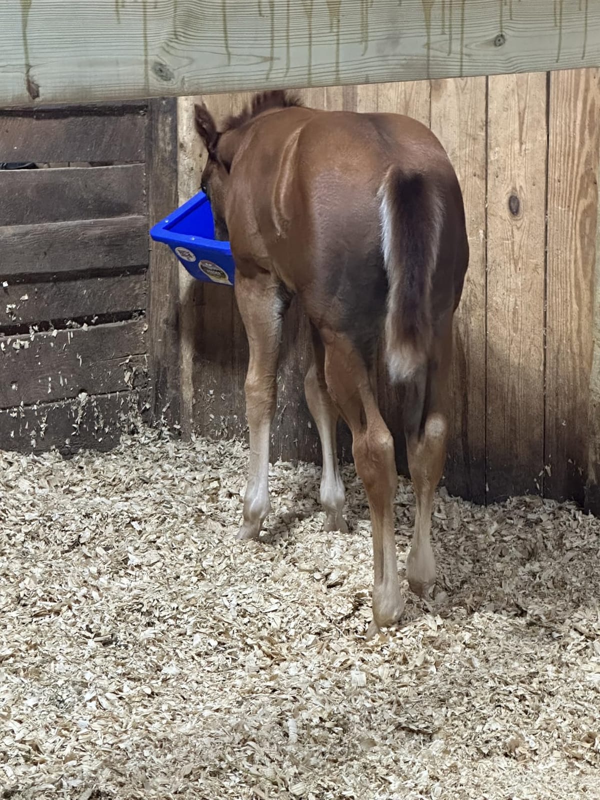 Little Giant Foal Feeder | Foal and Small Animal Creep Feeder | Adjustable Steel Bars | 9 Quart customer photo 1