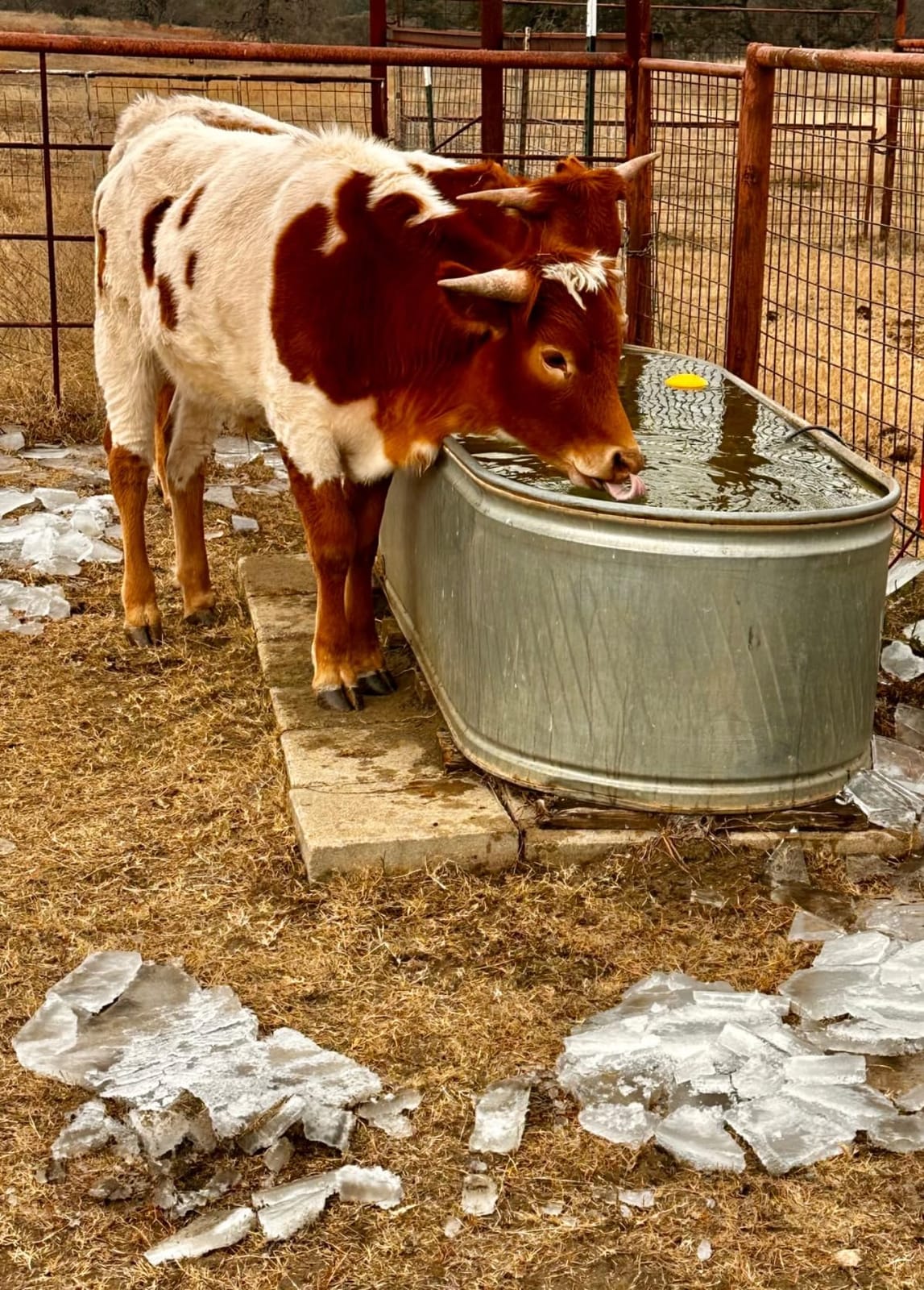 Farm Innovators Submergible Tank De-Icer, 1000W Water Deicer - Ice Chaser Cast Aluminum Design customer photo 1