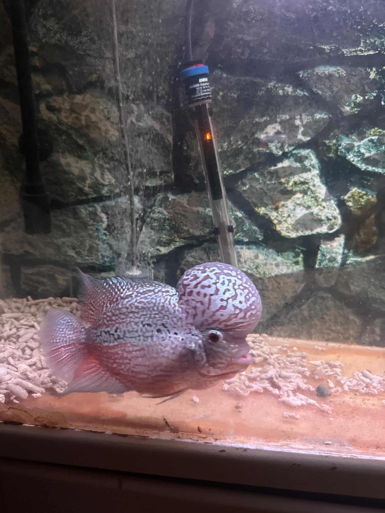 EHEIM Jager Aquarium Thermostat Heater 150W customer photo 2