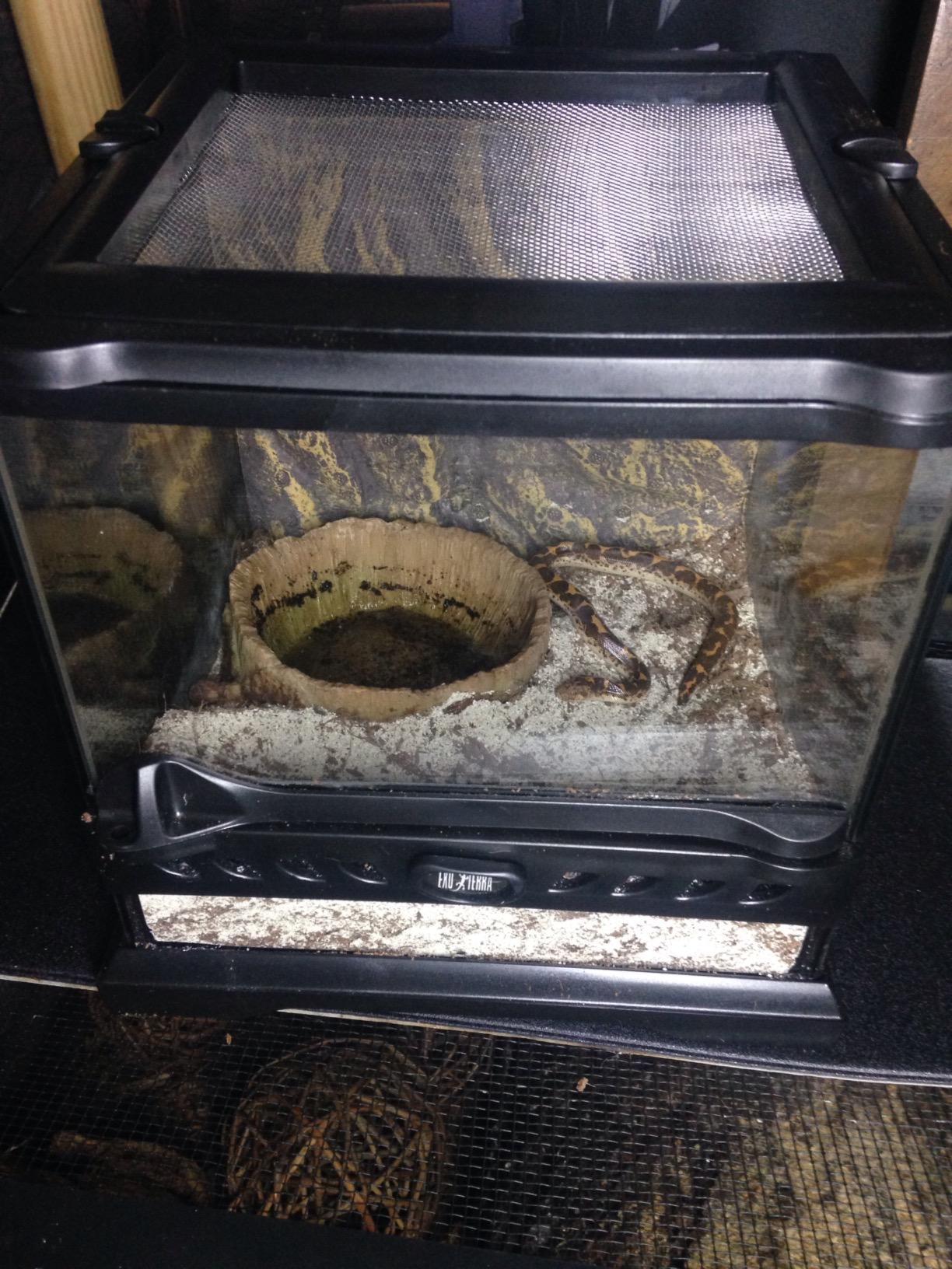 Exo Terra Glass Nano Terrarium Kit, 8 x 8 x 12 Inches | For Reptiles and Amphibians customer photo 1