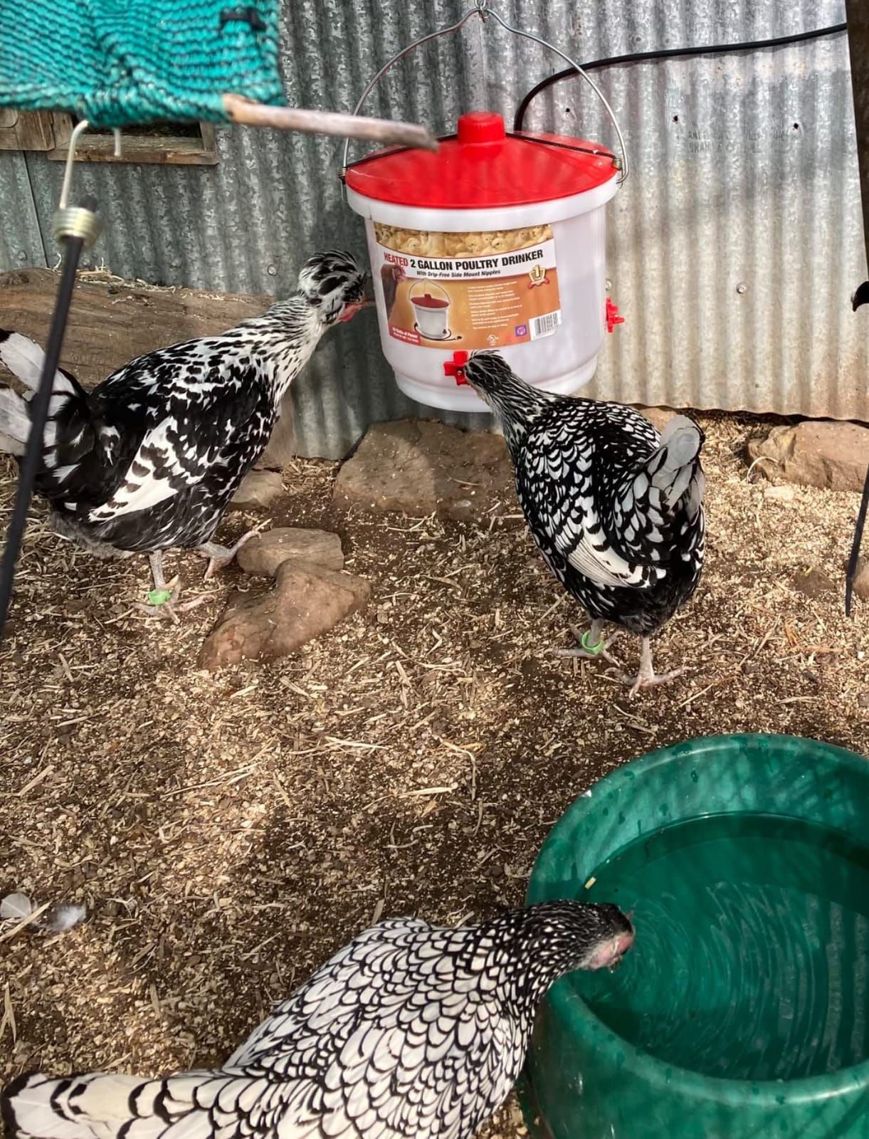 Farm Innovators HB-60P Thermostatically Controlled Heated 2 Gallon Plastic Outdoor Year Round Poultry Chicken Water Bucket Drinker, White/Red | Side mounted drip-free/freeze-free nipples for up to 15 chickens customer photo 2