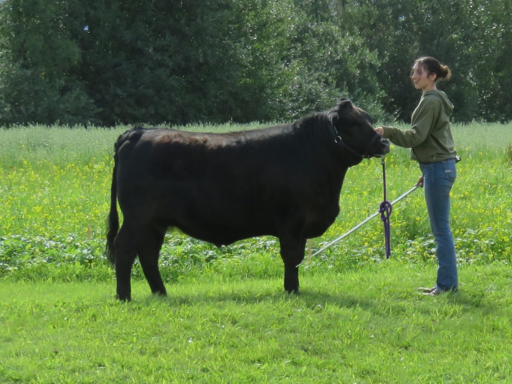Weaver Livestock Heavy-Duty Restraint Nylon Cattle Halter, Adjustable, Modern Style Cow Calf Halter, Livestock Handling Equipment for Showing, Black customer photo 1