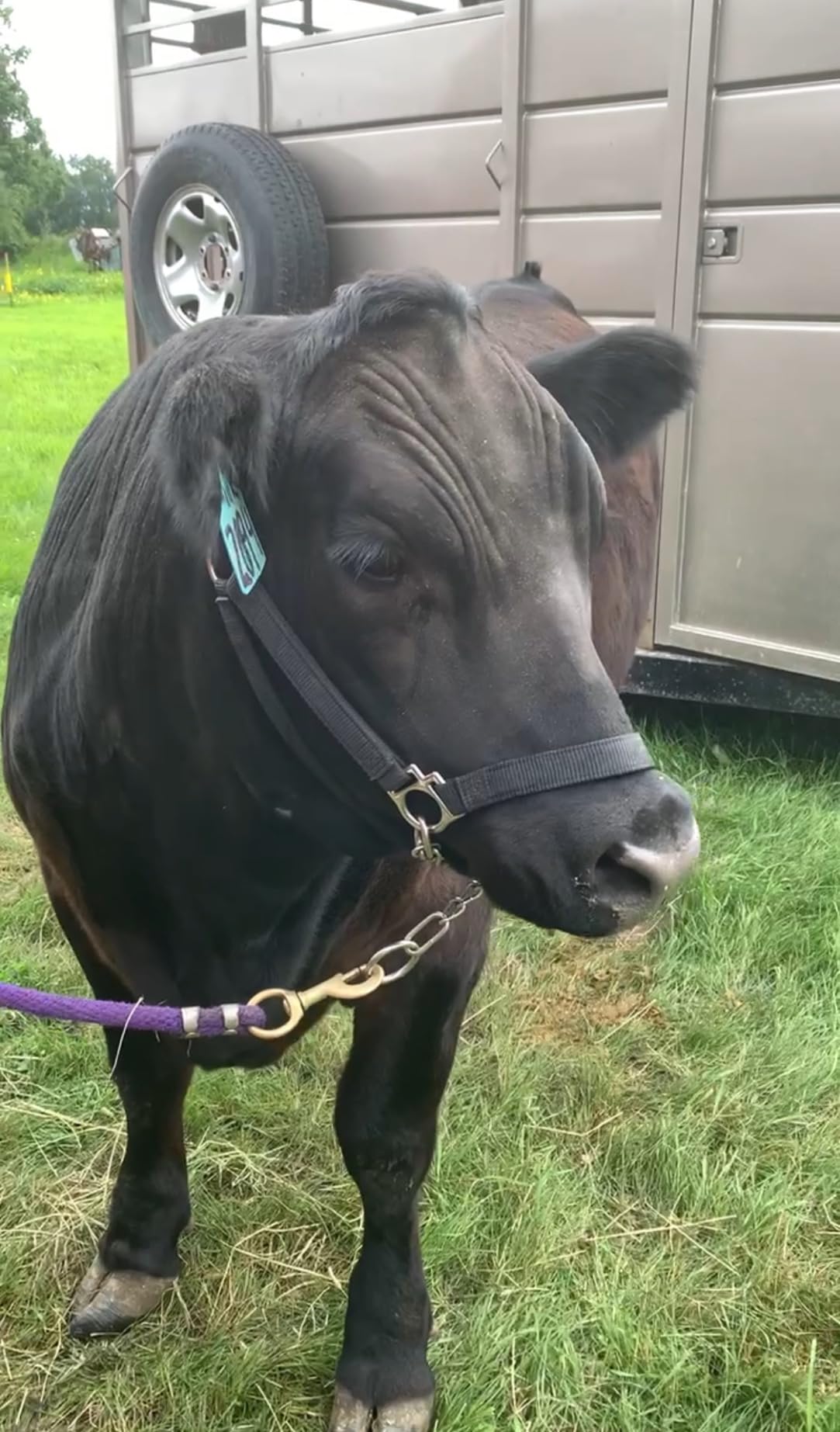 Weaver Livestock Heavy-Duty Restraint Nylon Cattle Halter, Adjustable, Modern Style Cow Calf Halter, Livestock Handling Equipment for Showing, Black customer photo 2