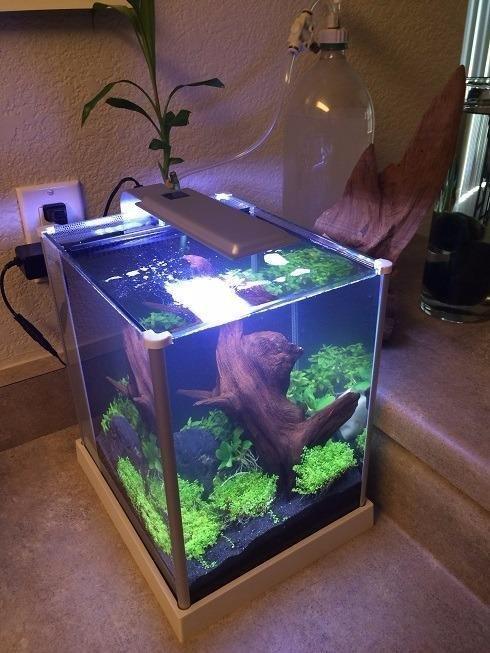 Fluval SPEC Aquarium Kit, 5-Gallon customer photo 2