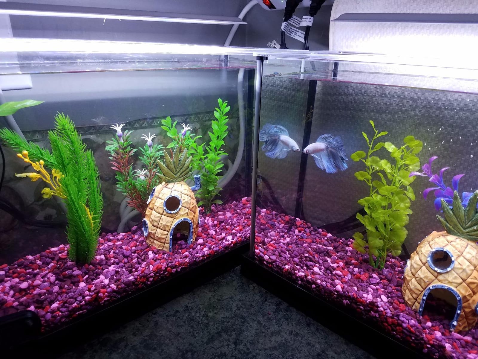 Fluval SPEC Freshwater Aquarium Kit, Aquarium with LED Lighting and 3-Stage Filtration, 2.6 Gallon, Black | Aquarium with LED Lighting and 3-Stage Filtration customer photo 2