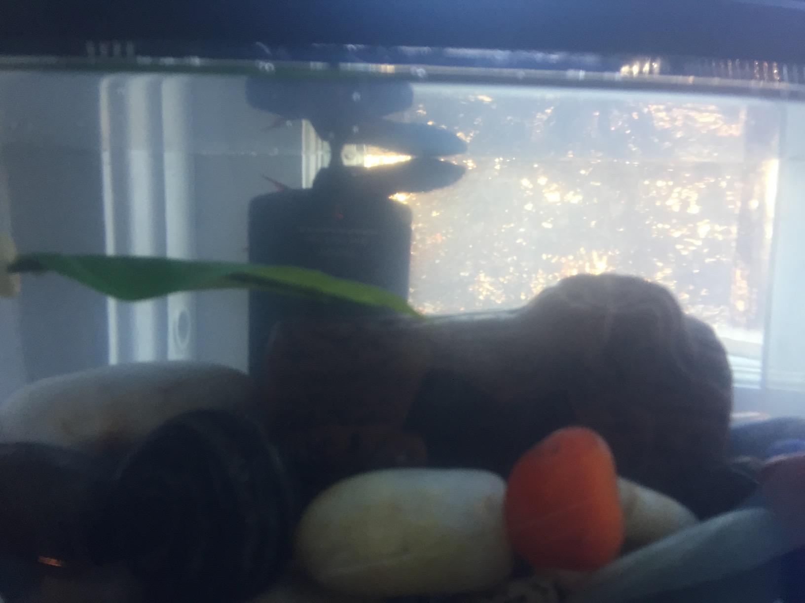 Marina Betta Fish 8W Submersible Heater | For Fish Tank Aquariums up to 1.5 US Gallons (5 L) customer photo 1
