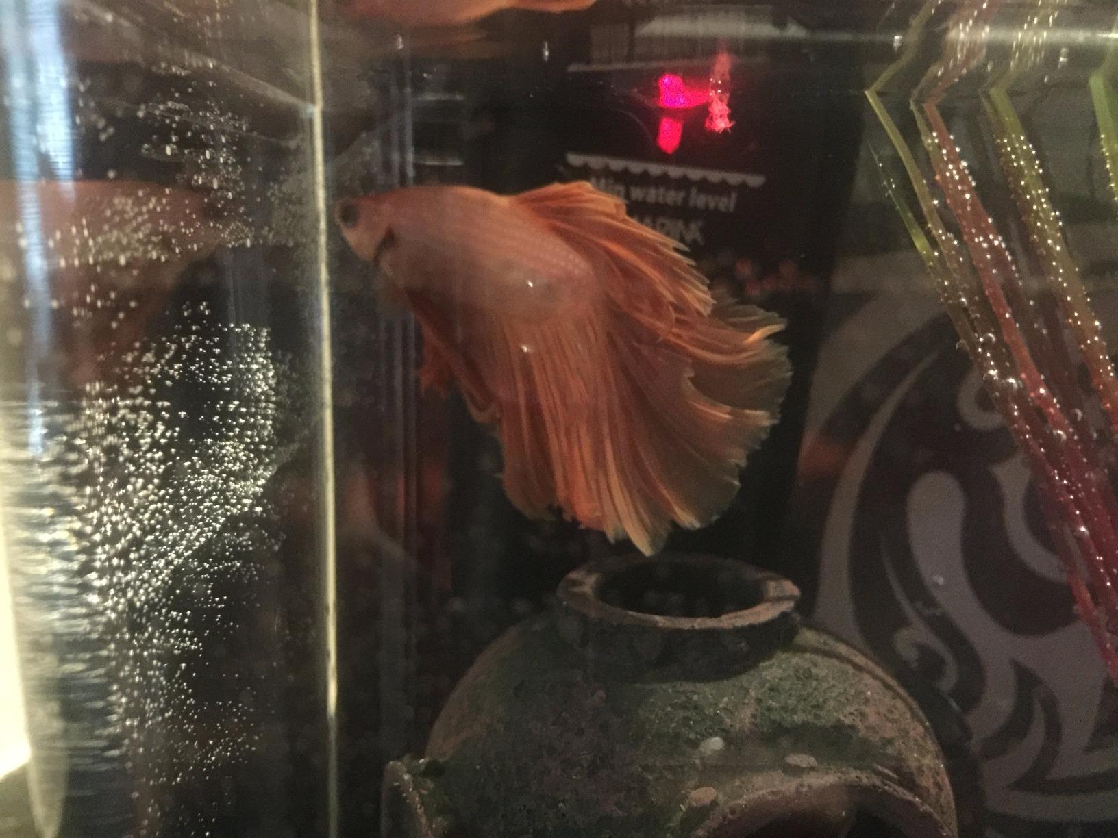 Marina Betta Fish 8W Submersible Heater | For Fish Tank Aquariums up to 1.5 US Gallons (5 L) customer photo 2