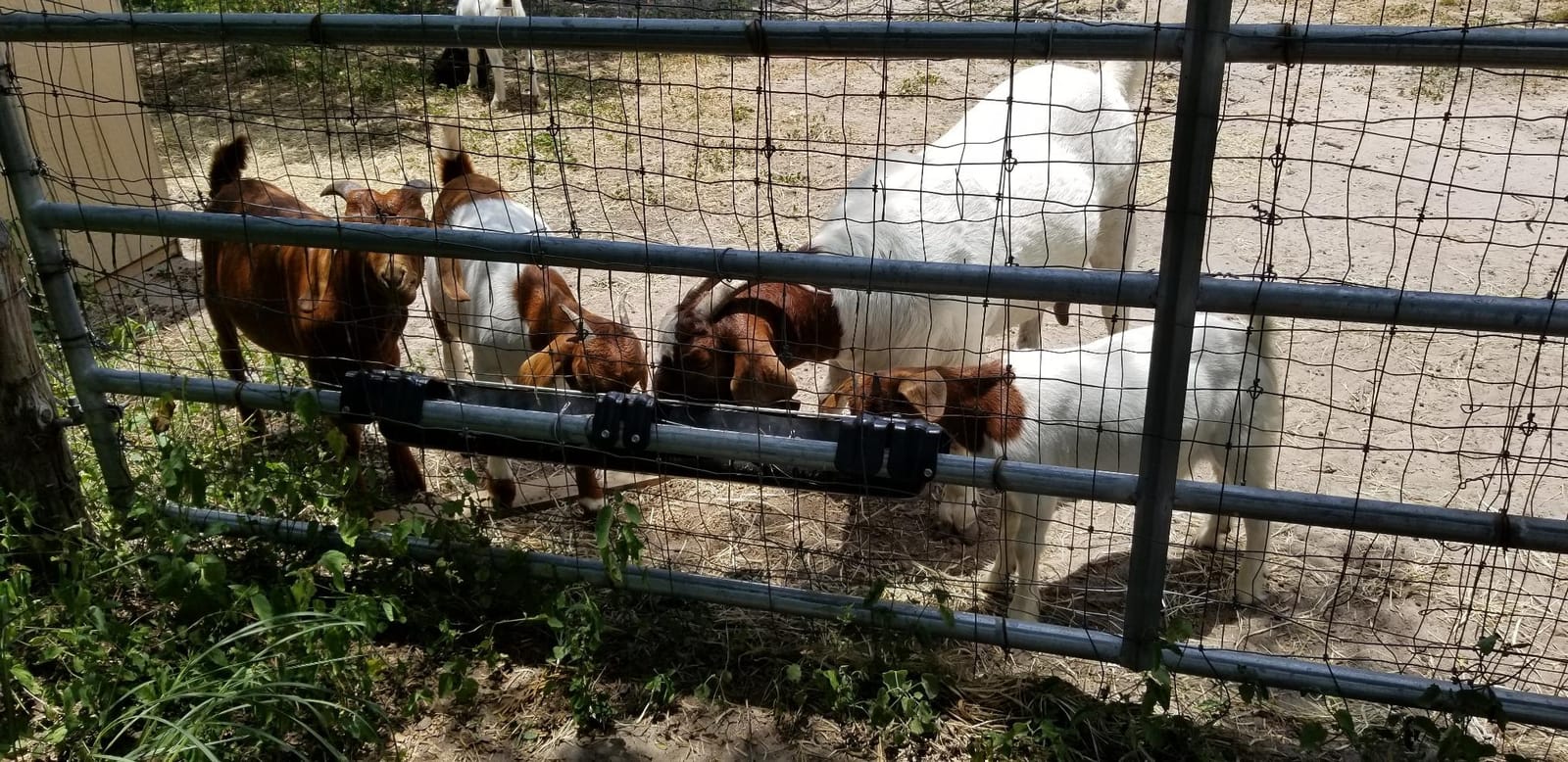 Little Giant Hook Over Goat Trough | Fence Feeder Trough | Hook and Mount Feeder | 9 Quart | Heavy-duty galvanized steel. Hooks over fence rails or panels. 9-quart capacity. For goats, sheep & small livestock. customer photo 1