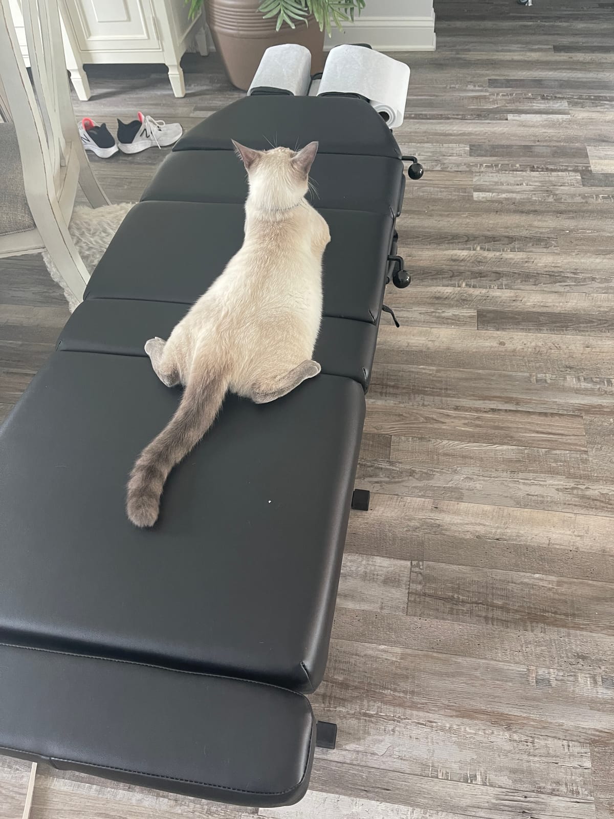 Royal Massage Sheffield 120 Chiropractic Adjusting Table - Professional Portable Drop Table for Chiropractors - Foldable with Adjustable Headrest, Thoracic & Pelvic Drops customer photo 2