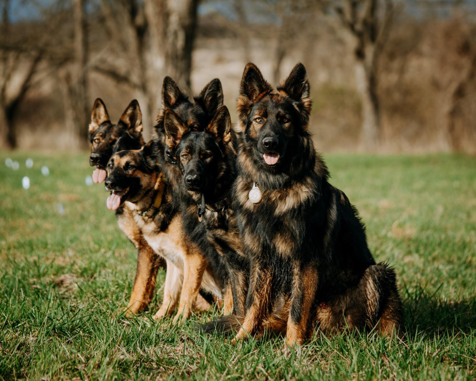 PetSafe YardMax In-Ground Fence, Up to 1/3 Acre | Waterproof Rechargeable Collar, Tone-Only Mode Plus Static, Expandable to 5.5 Acres, Dogs & Cats 5 Lb+, Neck 6-28 in customer photo 1