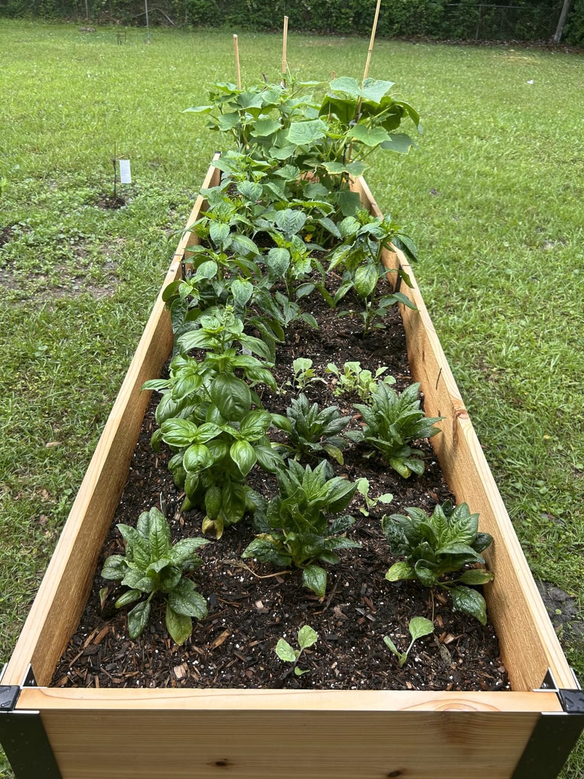 Gardener's Supply Company Elevated Cedar Raised Garden Bed 2' x 8' | Standing Planter with Heavy Duty Aluminum Corners for Outdoor Vegetable Flower Herb Planting customer photo 1