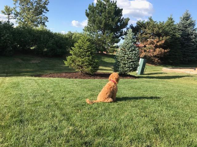 Underground Electric Dog Fence Kit, Standard, 1-Dog, 500 ft | Complete DIY system: digital transmitter, waterproof receiver(s), boundary + twisted wire, training flags, splices, Premium customer photo 1