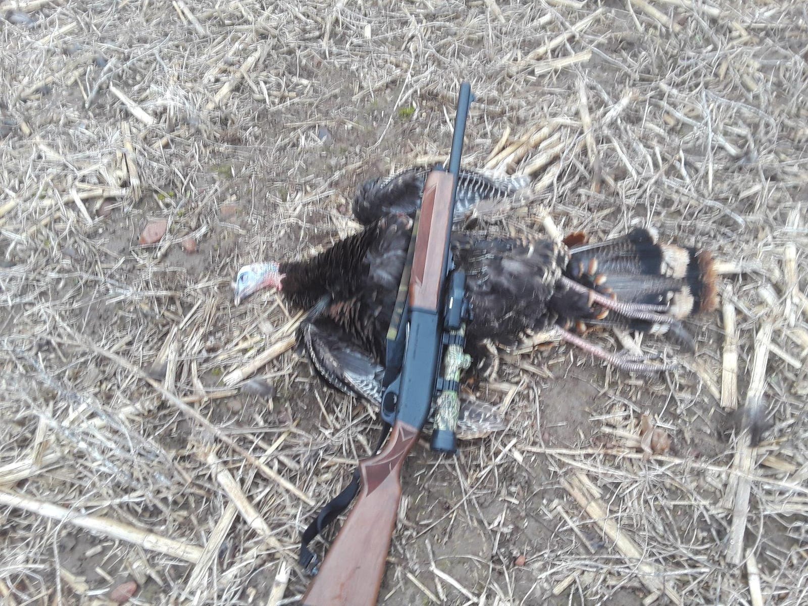 Avian X LCD Breeder Hen Turkey Decoy customer photo 1