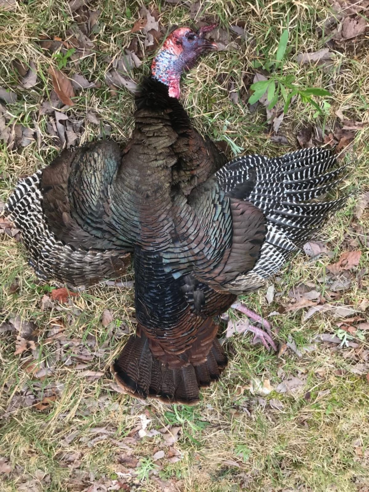AVIAN-X LCD Feeder Hen Turkey Decoy for Hunting | Durable Realistic Lifelike Collapsible Standing with Carry Bag & Stake, AVX8007 customer photo 1