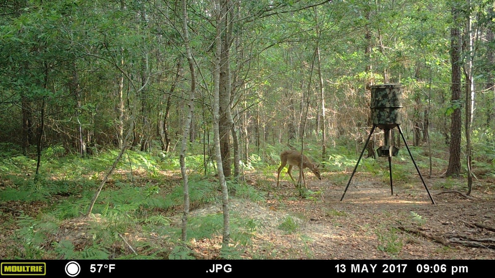 WILDGAME INNOVATIONS Quick-Set 270 lb Game Feeder with Digital Timer | Durable Tripod Corn/Pellet Hunting Feeder with 1-4 Available Feed Times & 30-feet Radius | 270 Lb Capacity Poly Barrel, 5-20 Second, Accepts Corn and Pellets, Tripod, ~30 Ft Feed Radius customer photo 1