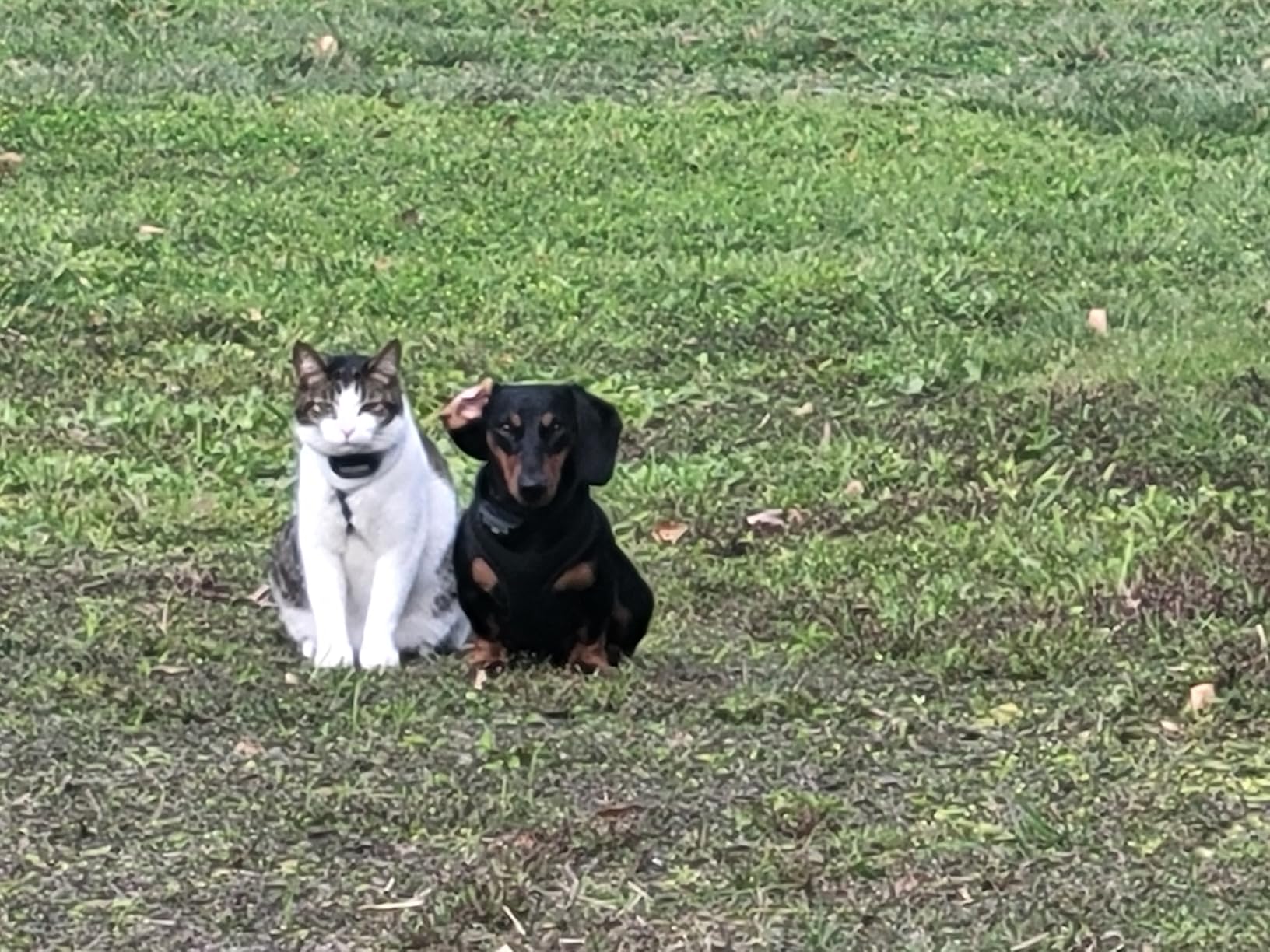 PetSafe Rechargeable In-Ground Fence, Up to 1/3 Acre | Expandable to 25 Acres, Waterproof Rechargeable Collar, 4 Static Levels Plus Tone, Dogs & Cats 5 lb+ customer photo 1