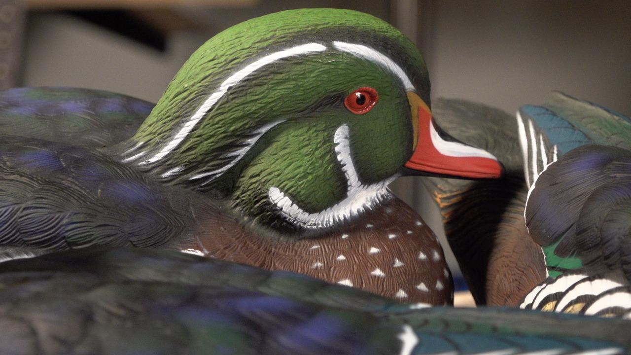 Avian X Topflight Realistic Floating Wood Duck Decoys with Weight-Forward Swim Keel, Set of 6 (Multicolor) customer photo 1