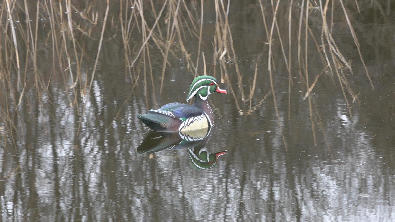 Avian X Topflight Realistic Floating Wood Duck Decoys with Weight-Forward Swim Keel, Set of 6 (Multicolor) customer photo 2