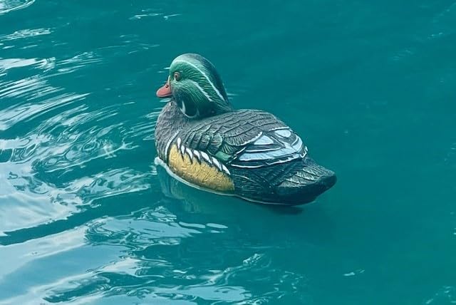 Higdon Outdoors Standard Wood Duck Floater Decoys | Ultra Realistic Drake & Hen Decoys for Waterfowl Hunting | 3 Upright & 1 Resting Drake & 2 Resting Hens | Foam-Filled | 6pk customer photo 1