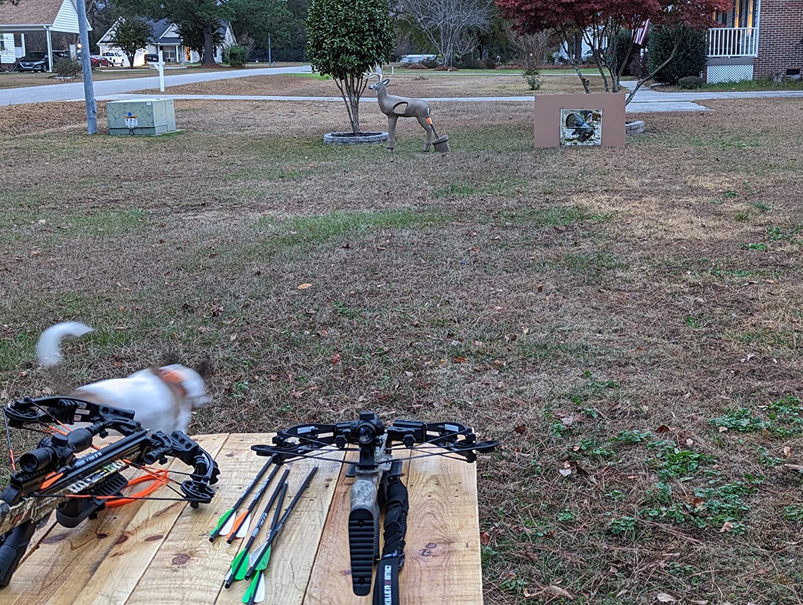 SHOOTER Buck 3D Archery Target, Replaceable Insert for Long Life, Weather-Resistant Construction, High-Density Impact-Response Foam Withstands Field Points, Broadheads, and Expandables customer photo 1