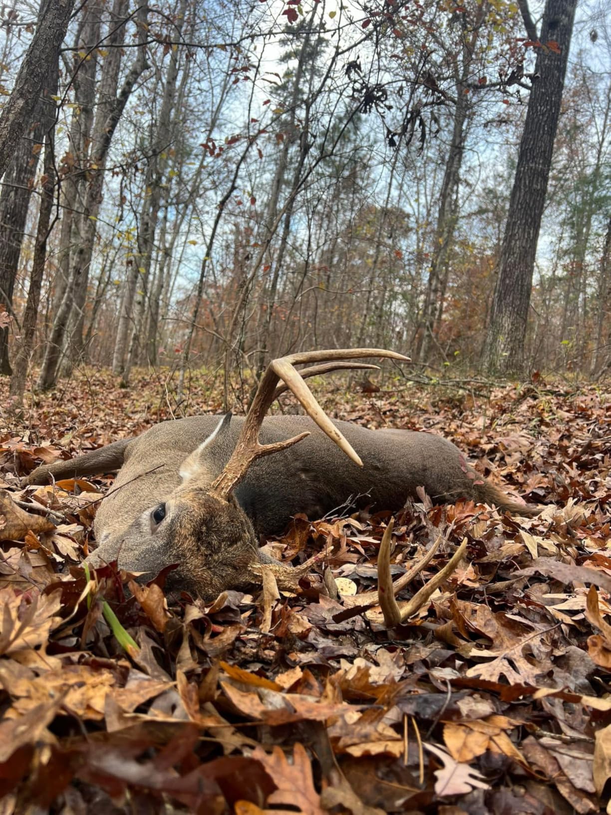 Flextone Outdoor Hunting Freeze-Proof Headhunter's Extractor Deer Game Call customer photo 2