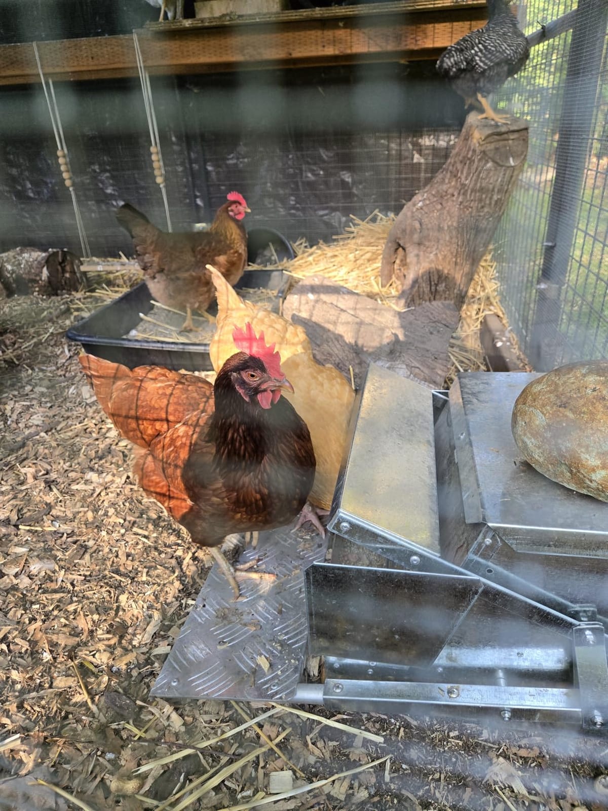 Grandpas Feeders Automatic Chicken Feeder - 20 lbs No Waste Poultry Feeder, Rat Proof & Rodent Proof Treadle Chicken Feeder, Galvanized Steel with Lid, Feeds 6 Chickens up to 10 Days customer photo 2
