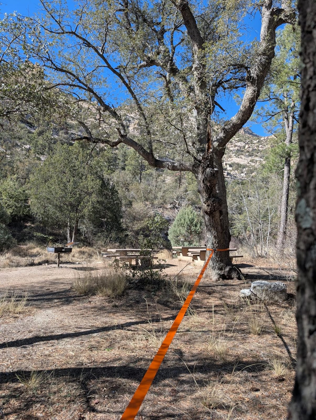 Complete Slackline Kit for Kids & Adults - 60ft Ninja Line (Orange) | 300 lb Capacity with Arm Training Line, Wider Tree Protectors, Ratchets and Durable Carry Bag - All-in-1 Parkour Equipment customer photo 2